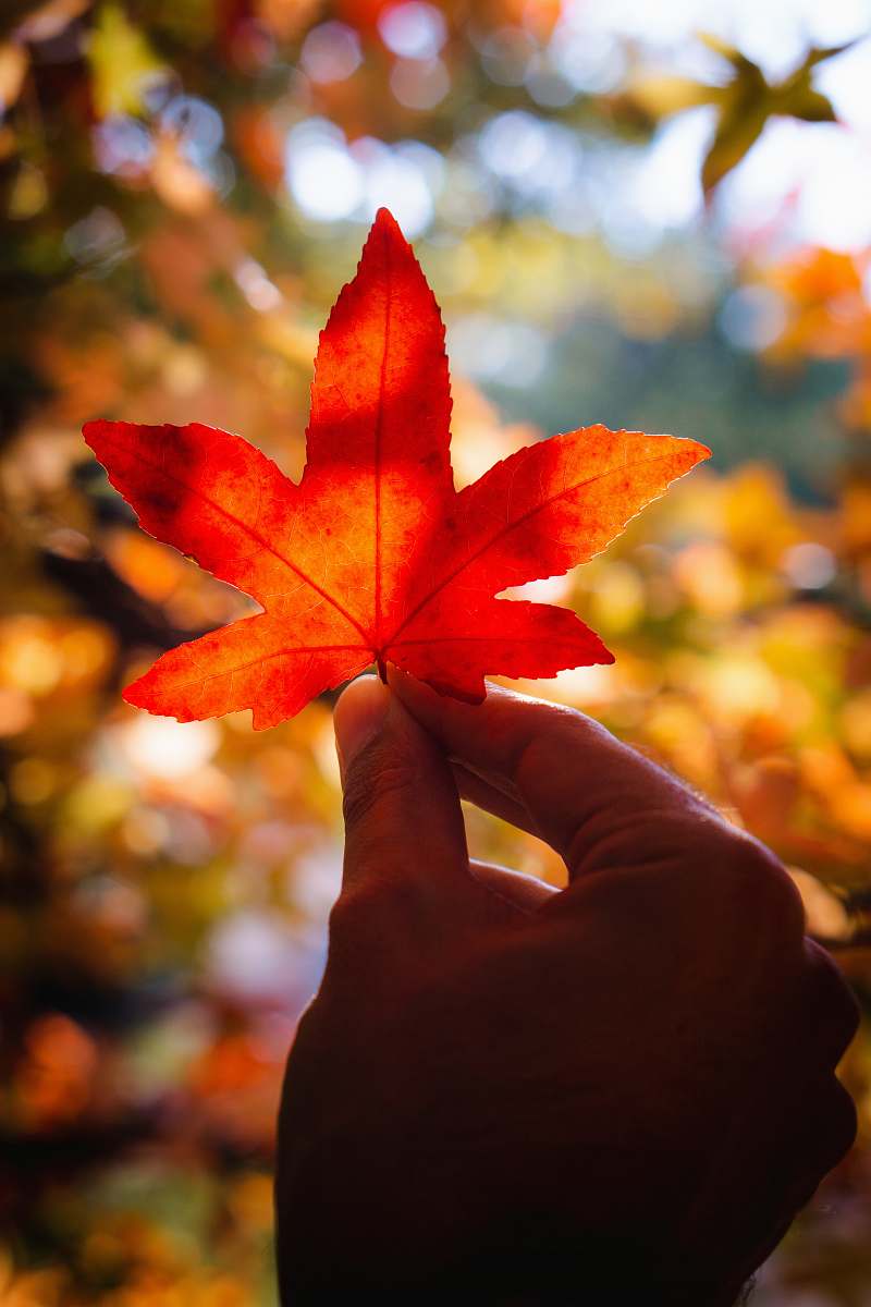 leaf orange maple leaf tree