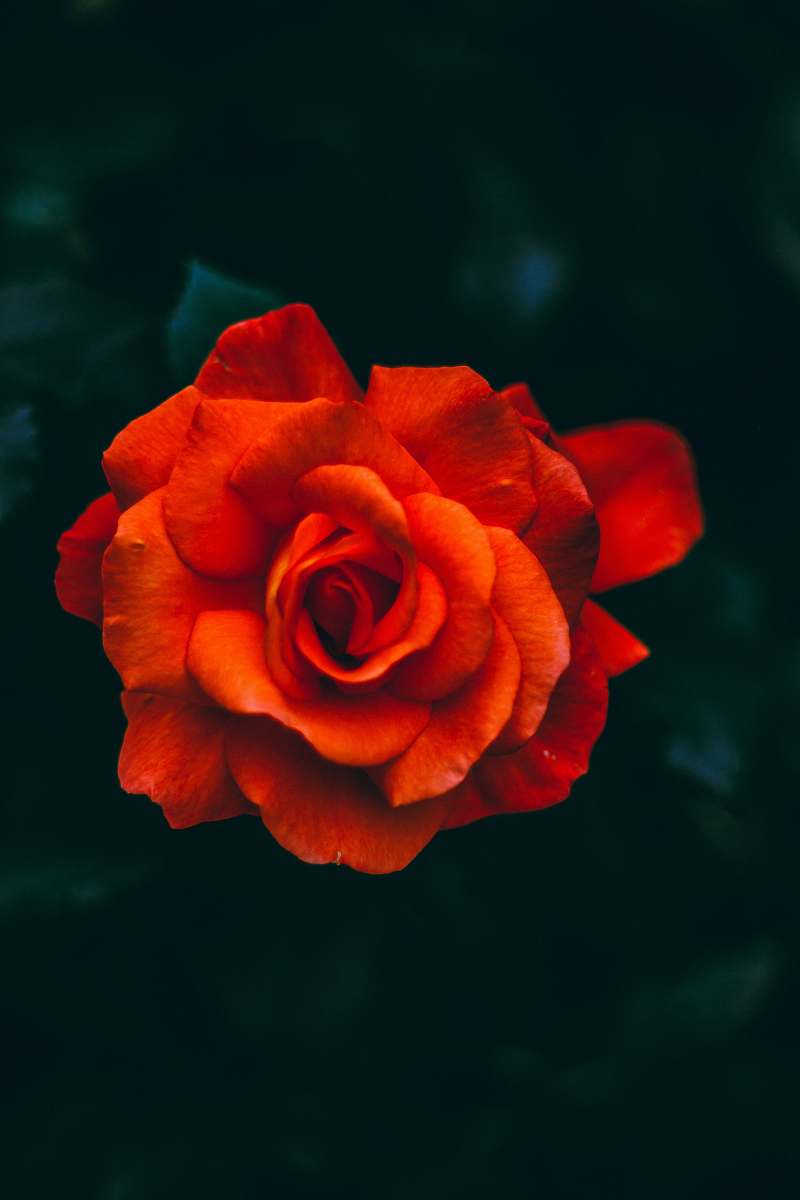 blossom orange-petaled flower flower