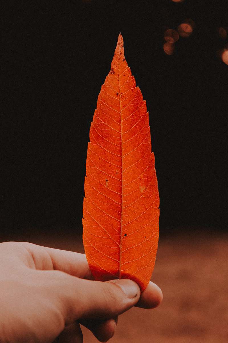 human person holding brown leaf person