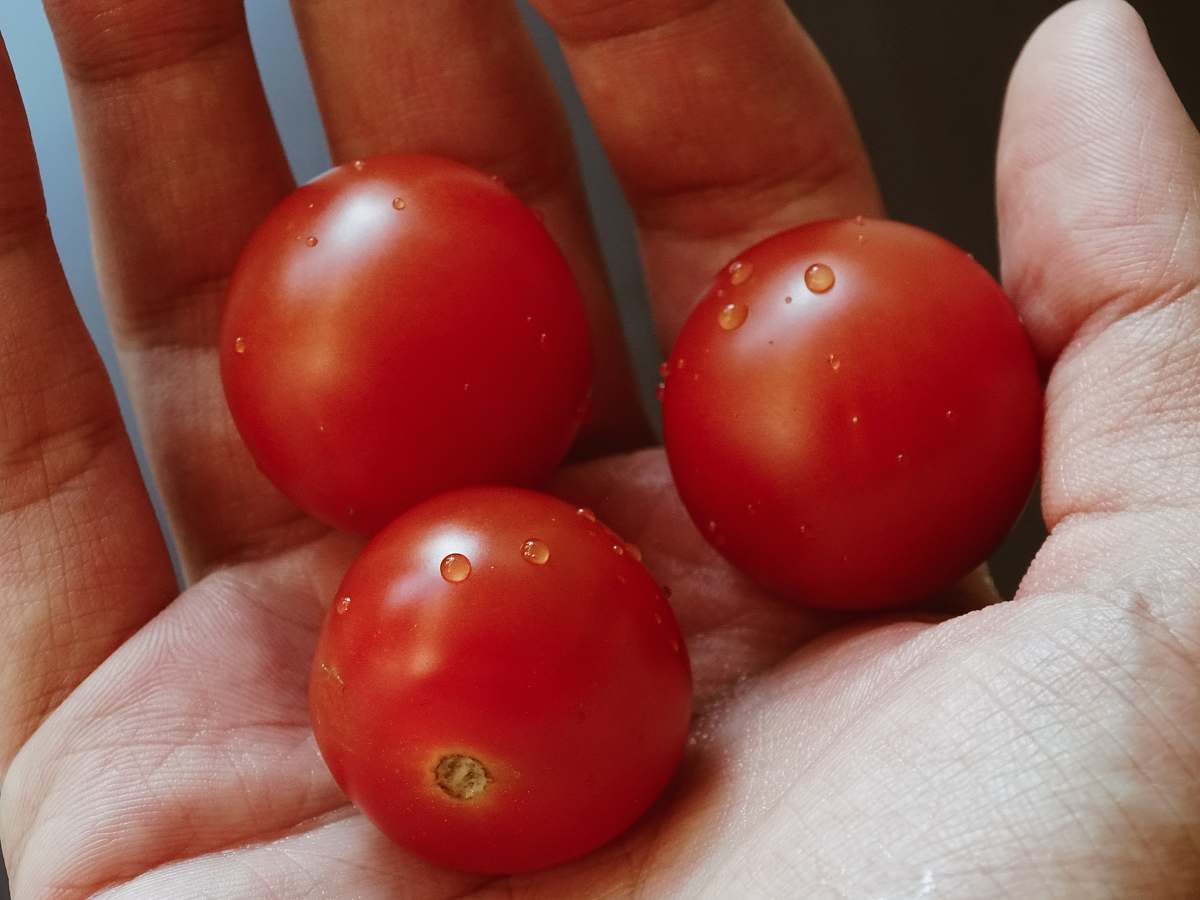 food person holding three red tomatoes tomato