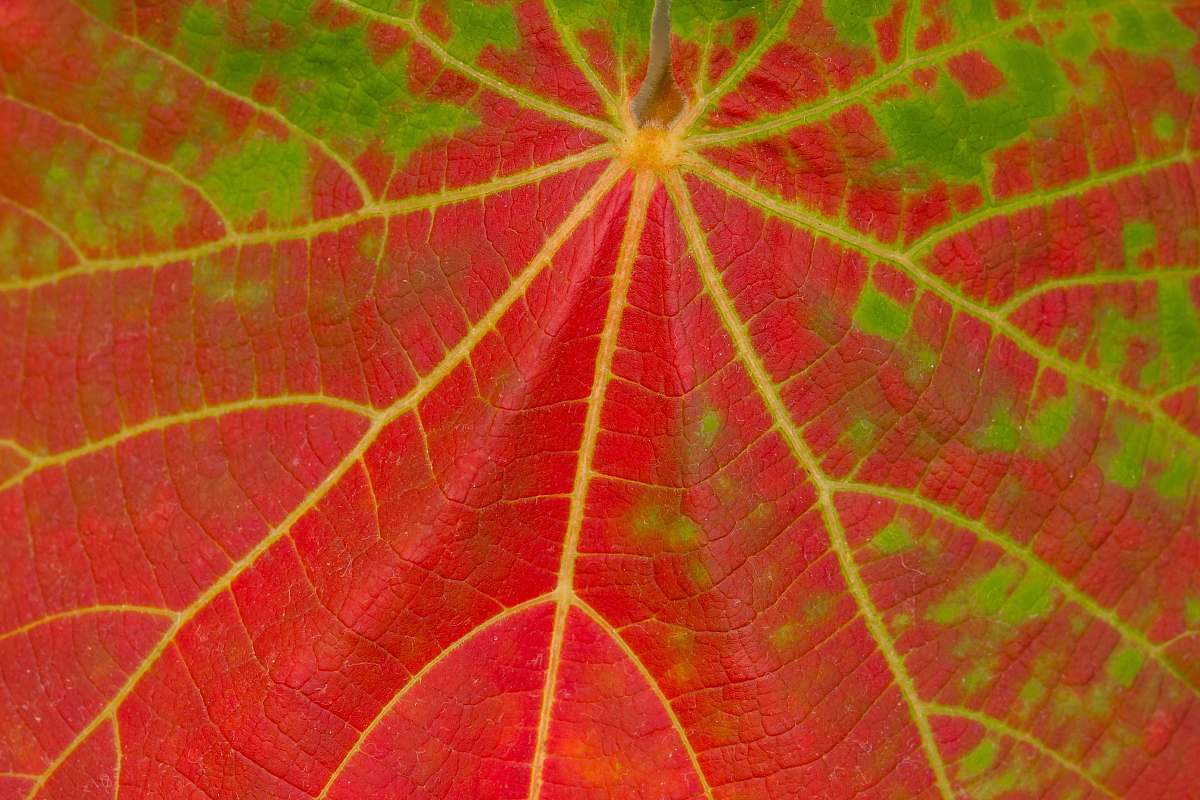 leaf red and green leaf veins