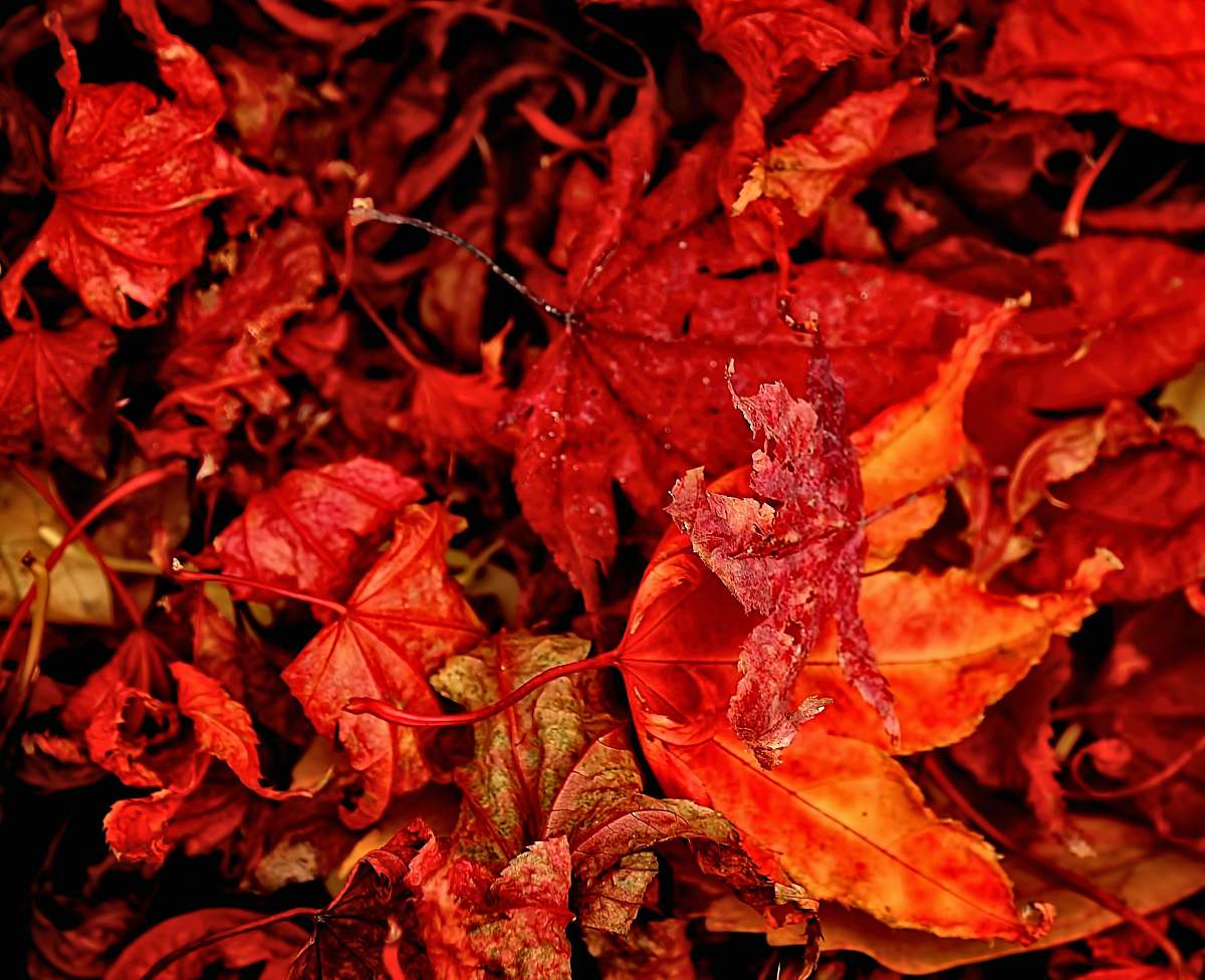 leaf red and orange leaves close-up photography tree