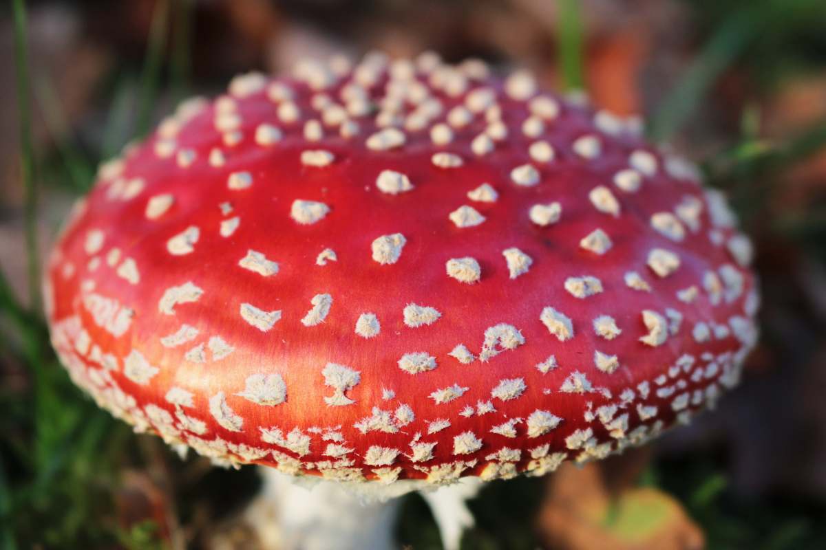 fungus red and white mushroom agaric