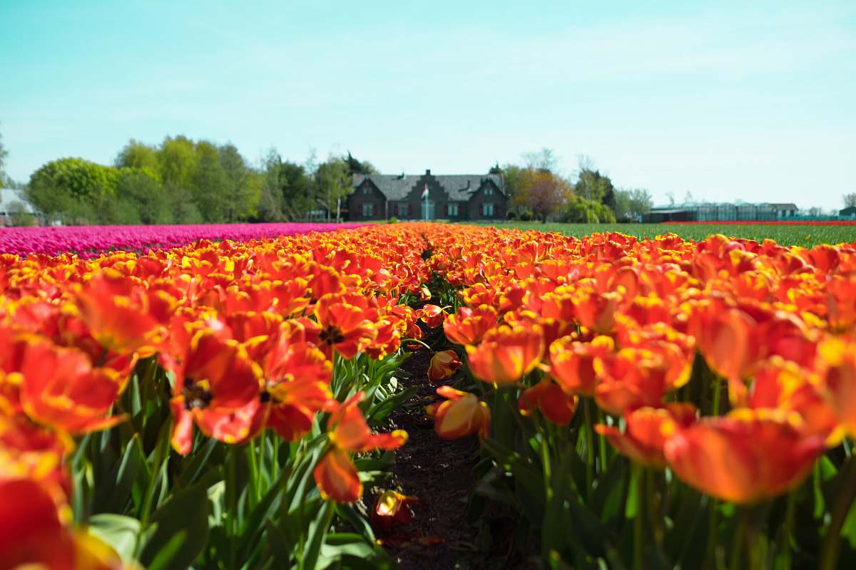flower red-and-yellow petaled flower field near house at under teal sky flora