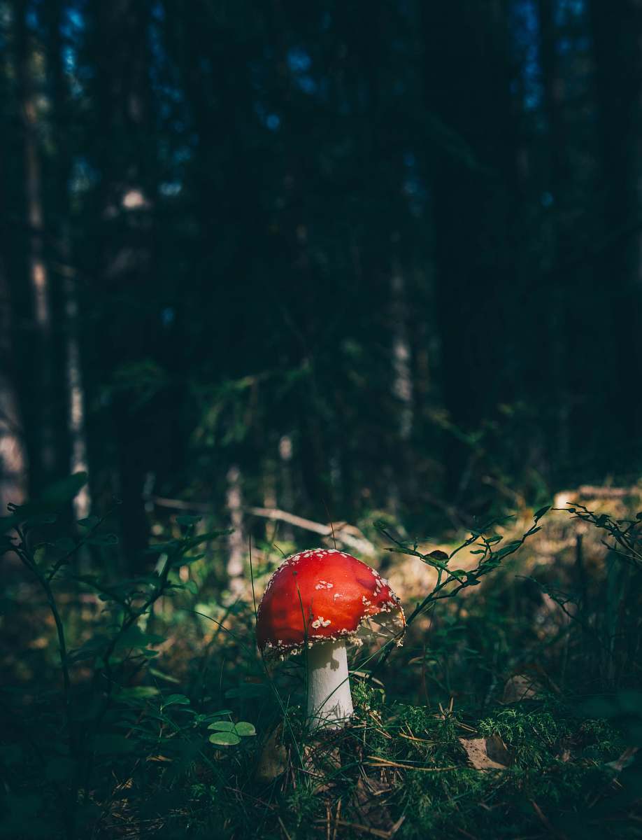 flora red cap mushroom surrounded by grass in forest mushroom