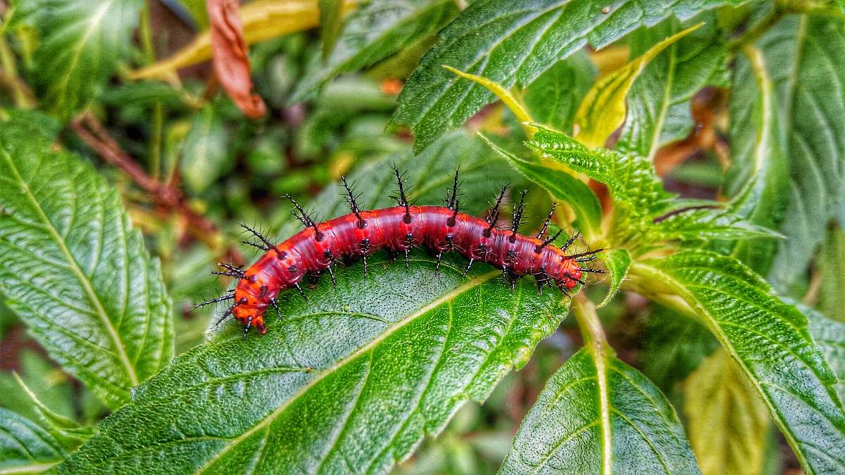 exotic red caterpillar on green leaf bug