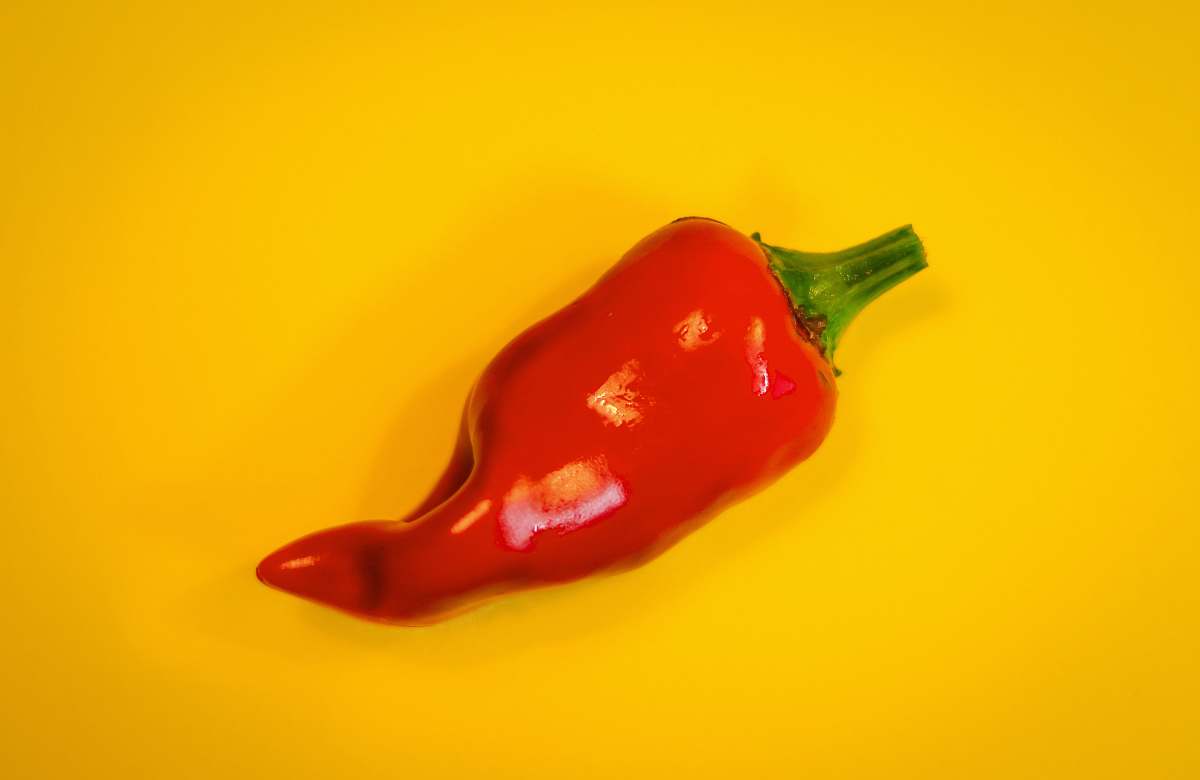 food red chili pepper on orange surface vegetable