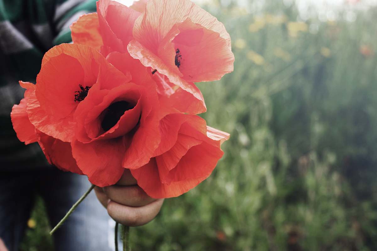 flower red common poppies blossom