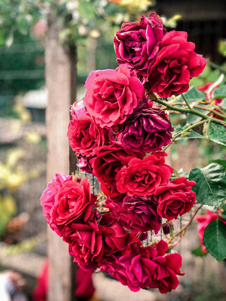 flower red flowers rose