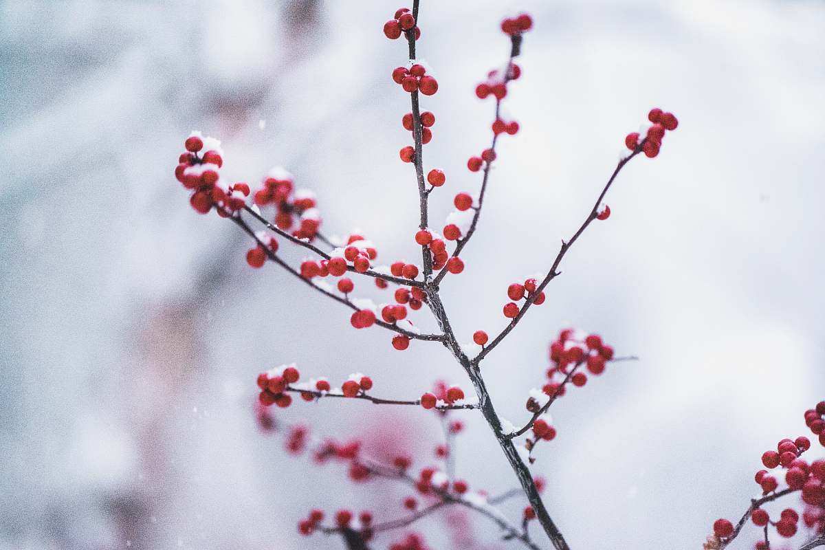 flora red fruit in selective focus photography blossom