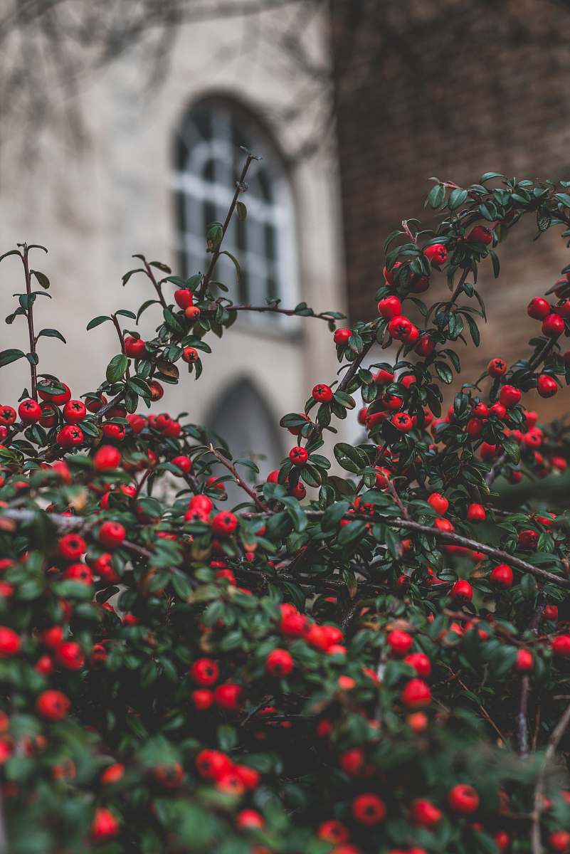 stroud red fruit tilt shift photo bush