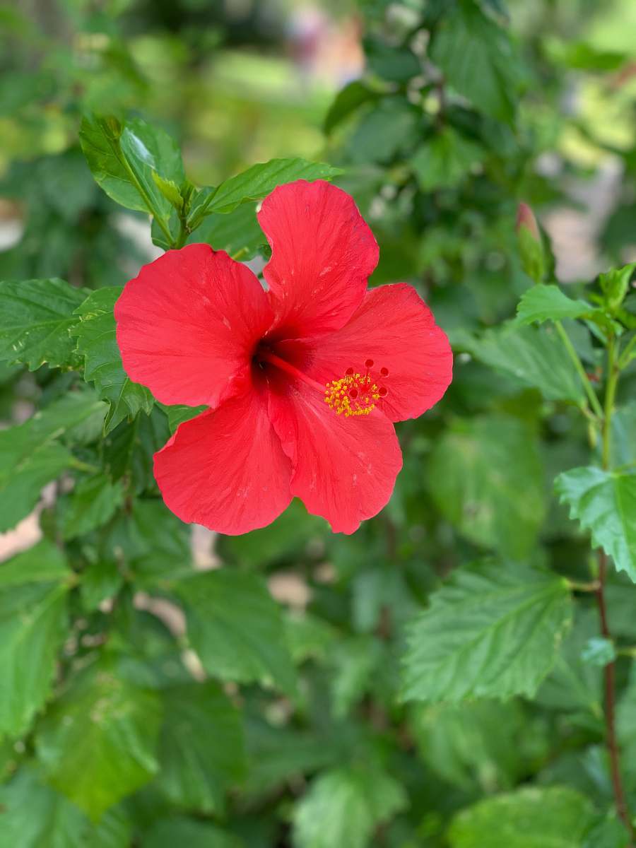 blossom red hibiscus flower
