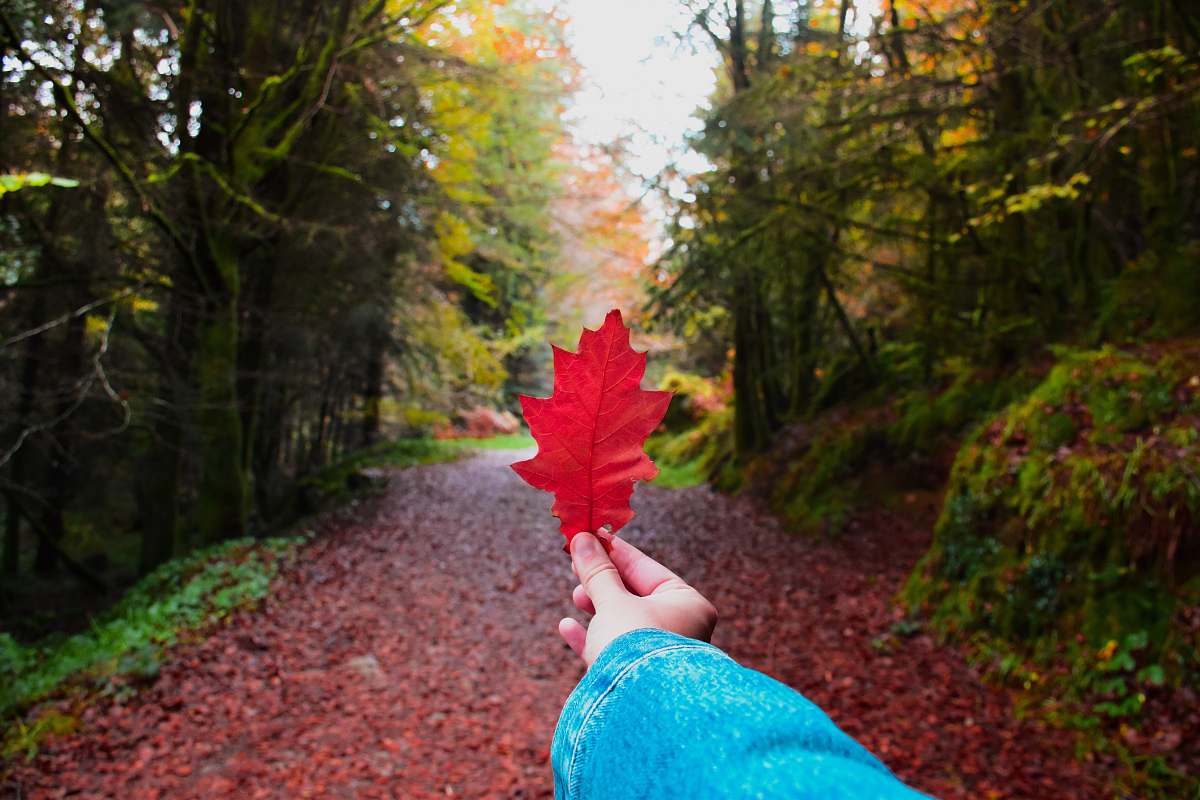 leaf red leaf tree