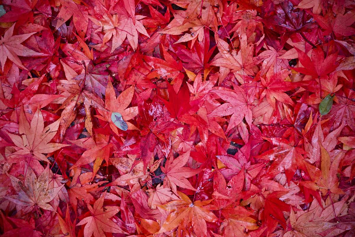 leaf red leaves tree