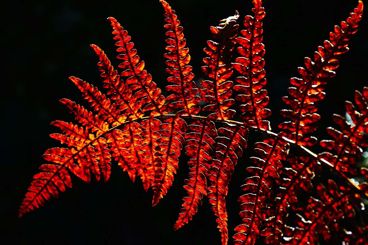 night red leaves bolderwood