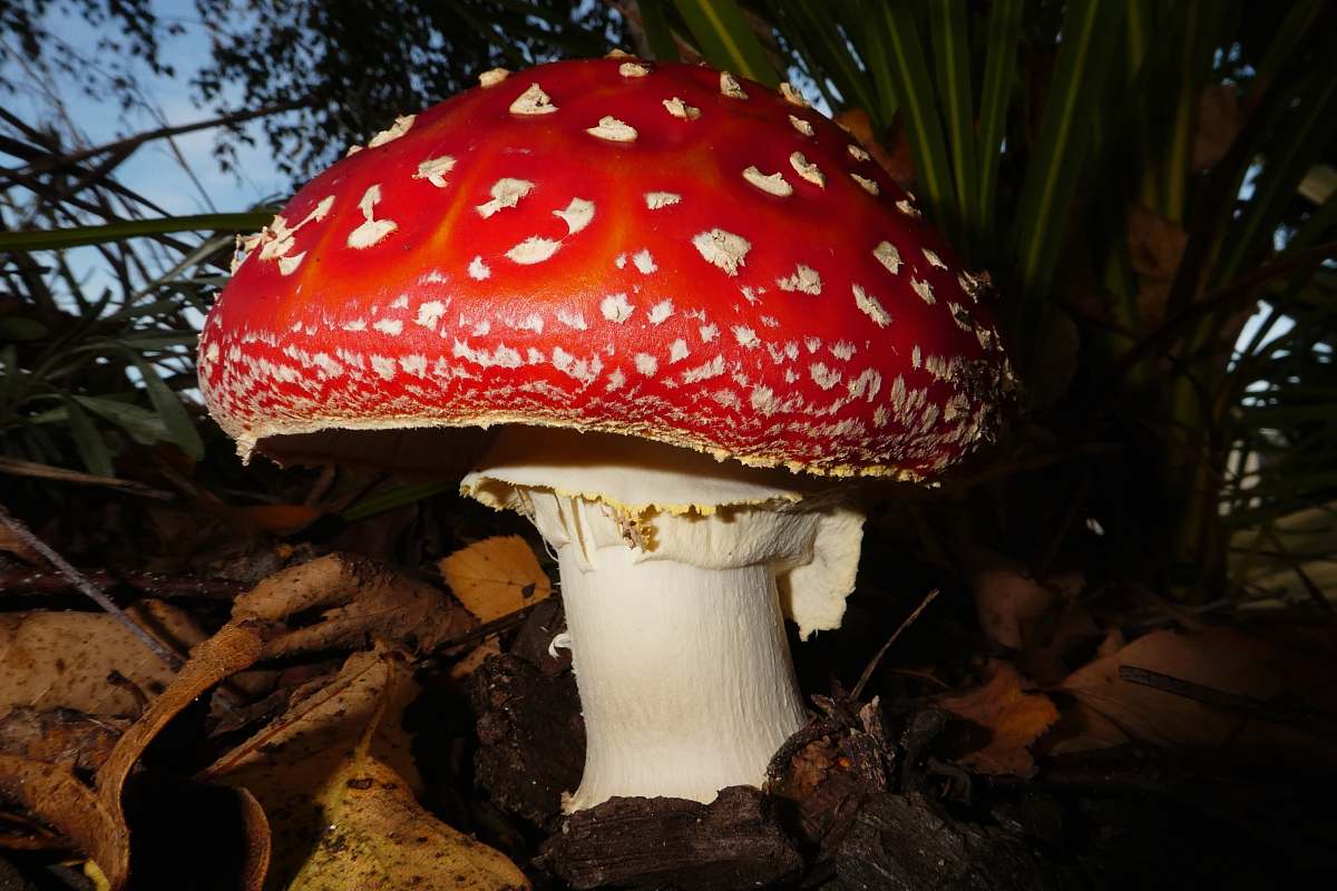 fungus red mushroom mushroom