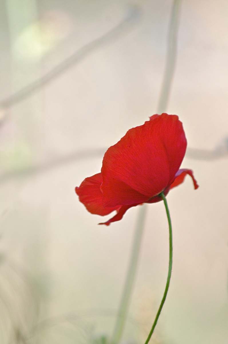 blossom red-petaled flower flower