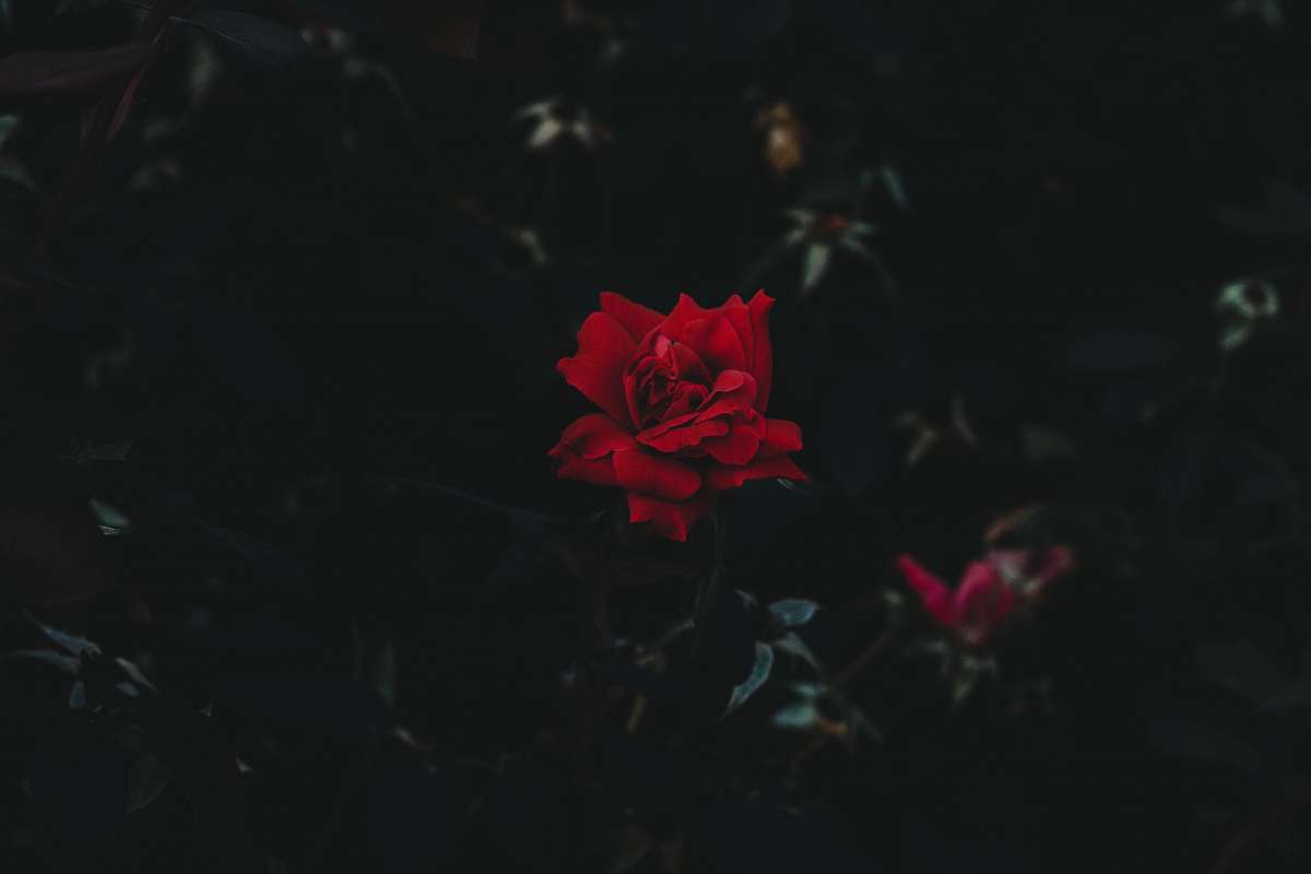 rose red petaled flower closeup photo flower