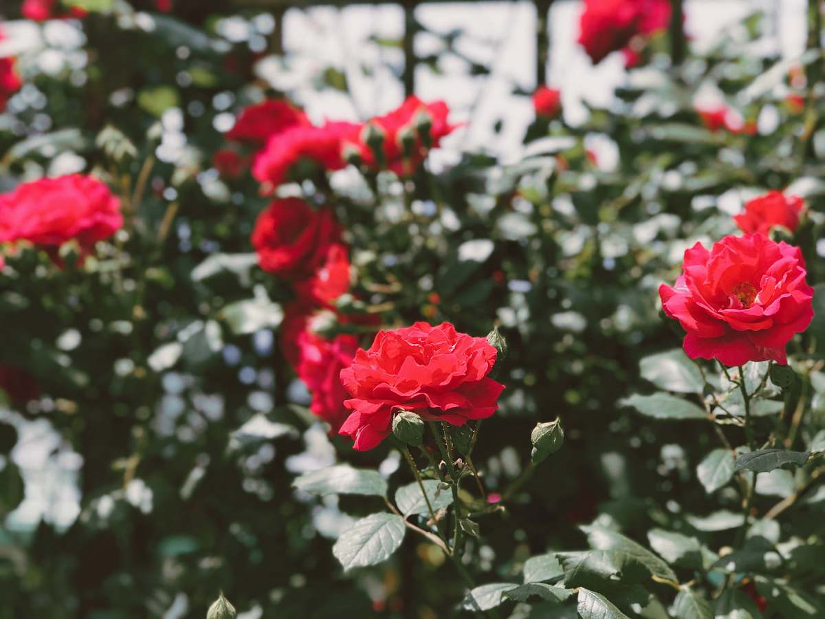 blossom red petaled flower plants rose