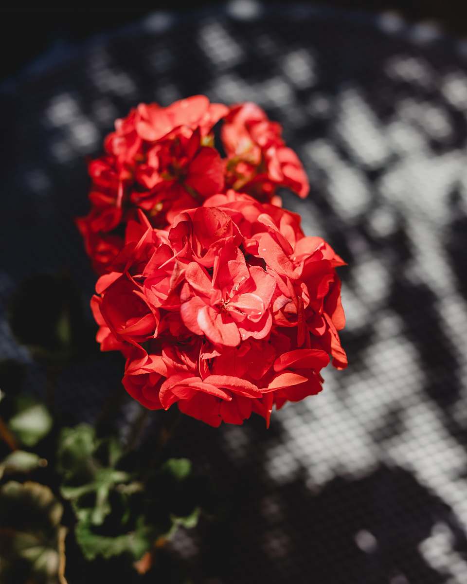 blossom red-petaled flowers geranium