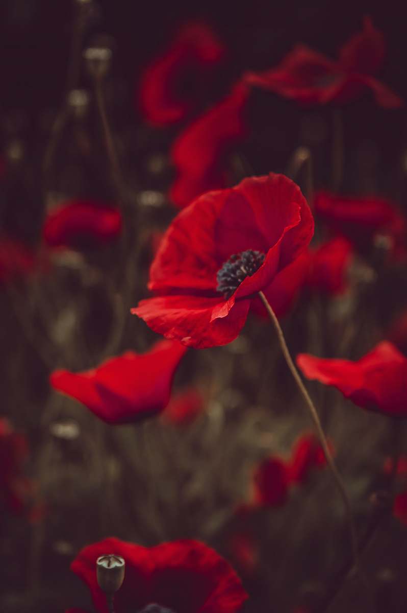 flower red-petaled flowers blossom