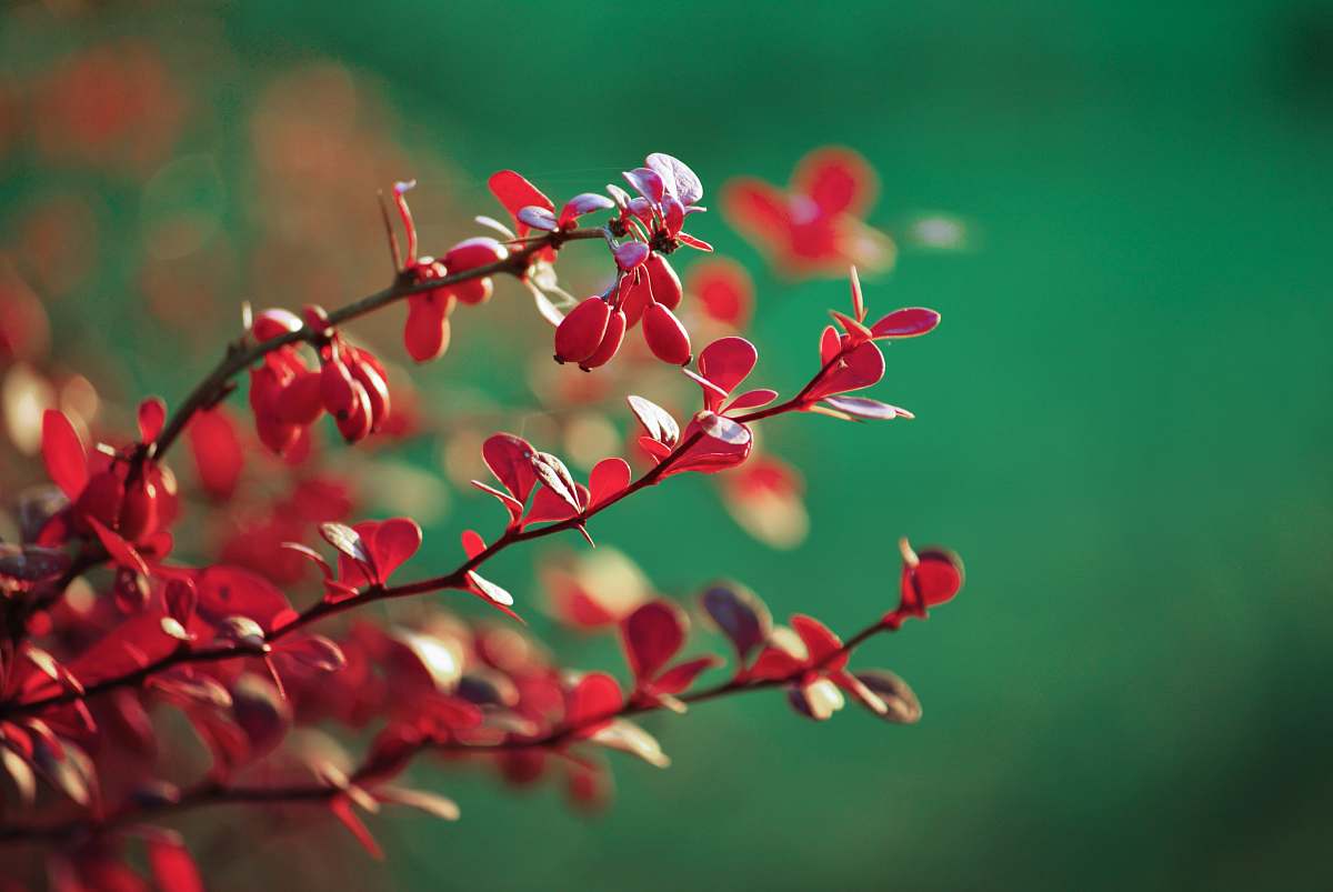 flower red plants in selective focus photography blossom