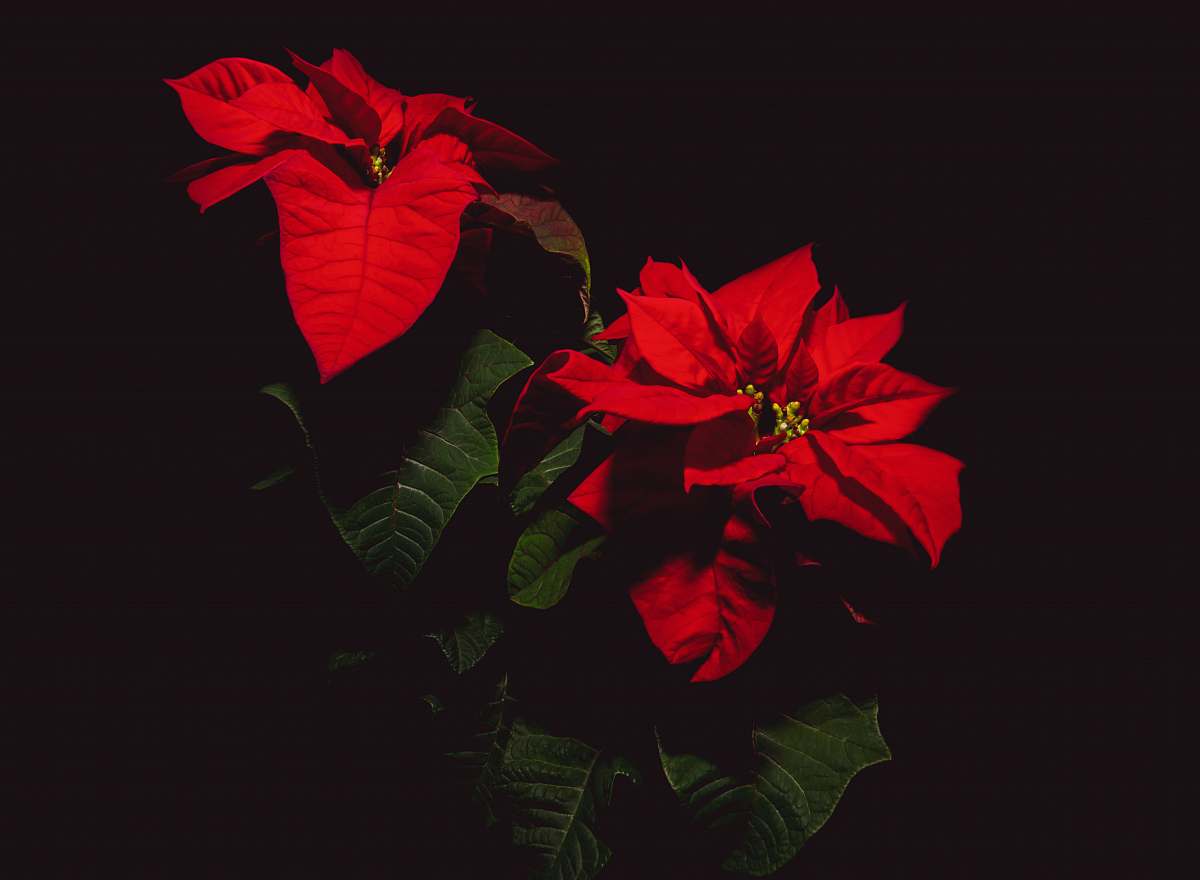 blossom red Poinsettia flowers flower