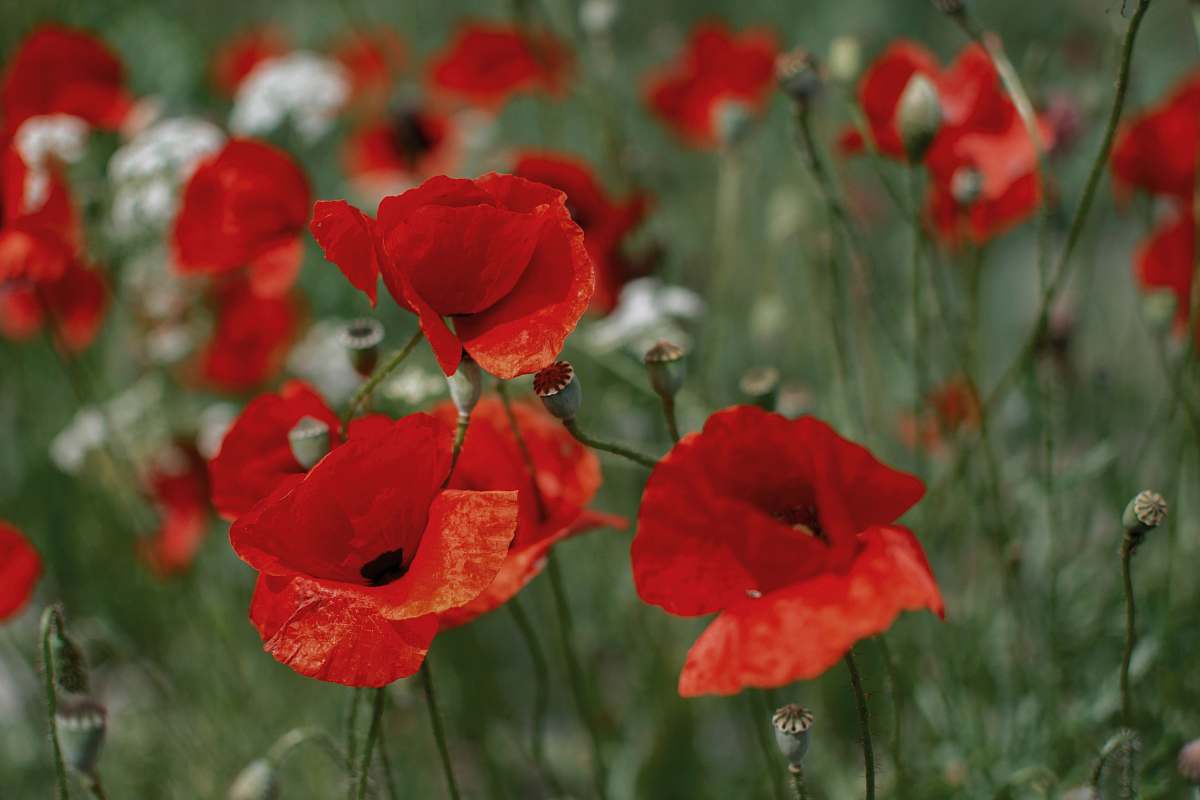 blossom red poppy flower field flower