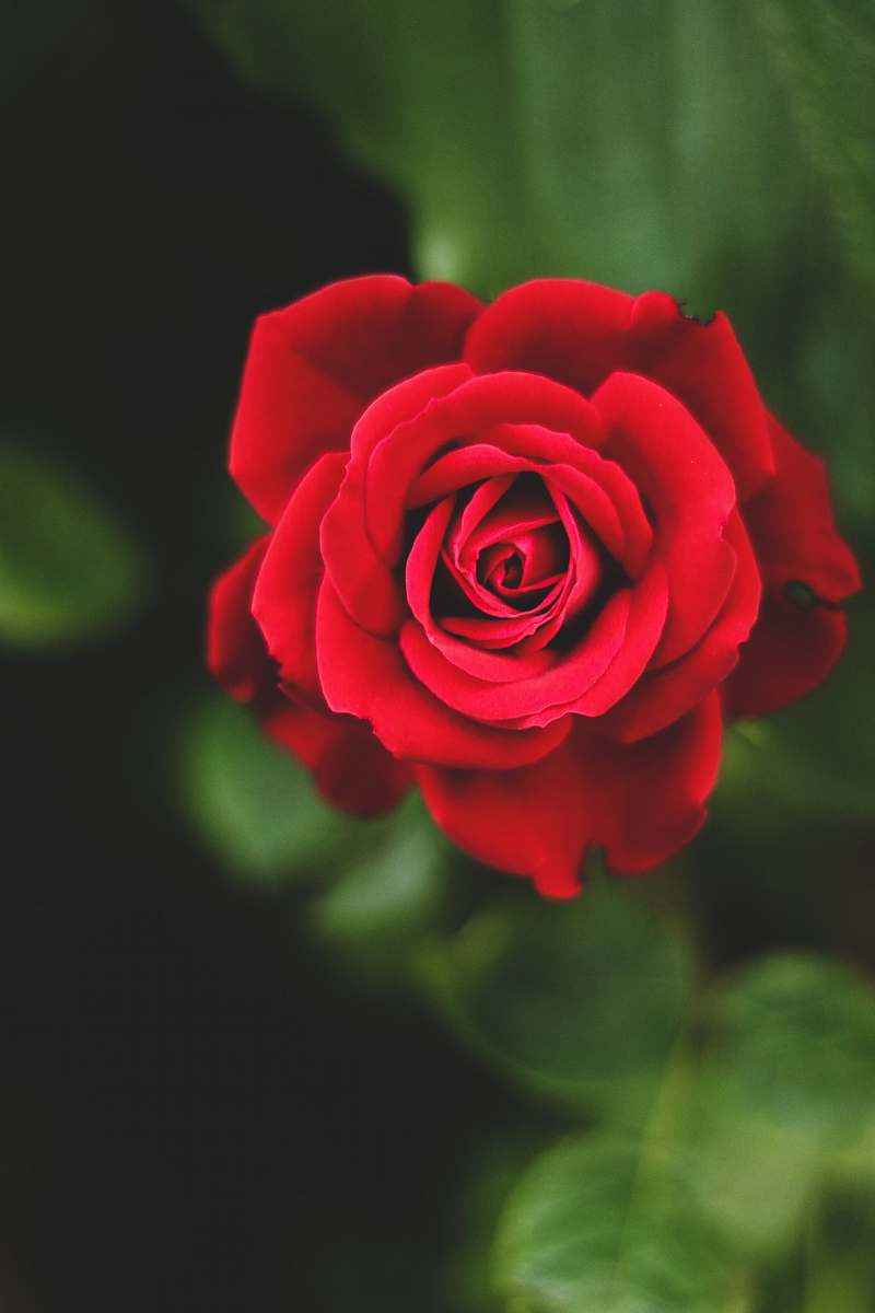 rose red rose flower