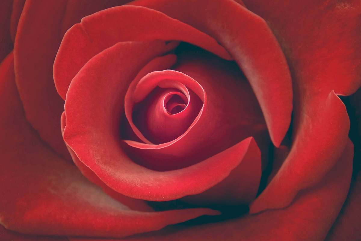 flower red rose wallpaper rose