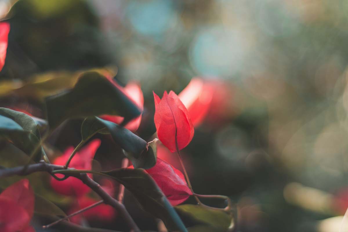 flower red roses blooming bloom