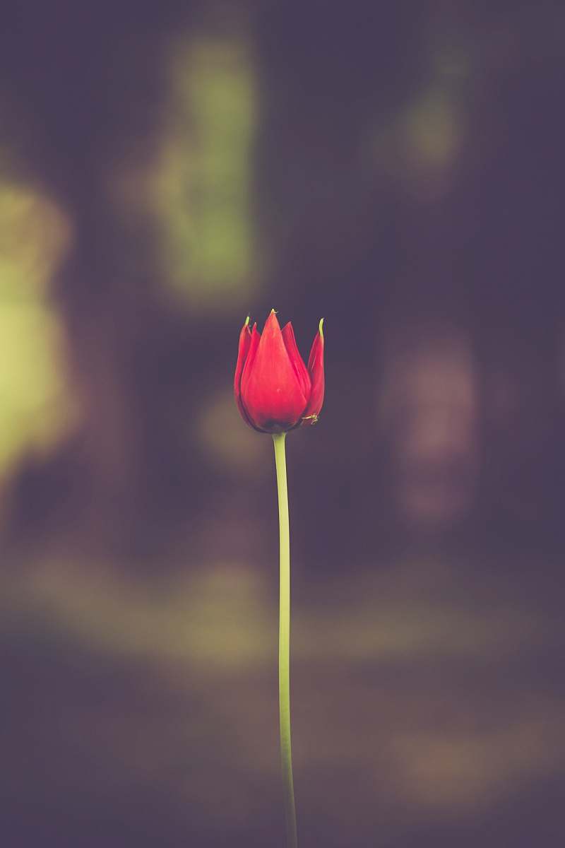 flower selective focus of red petaled flower tulip