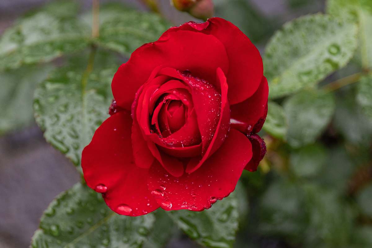 flower selective focus photo of red roes rose