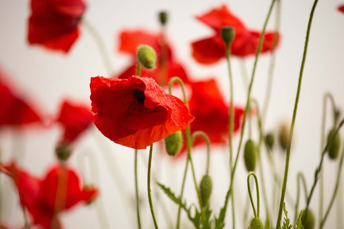 flower selective focus photography of common poppy blossom