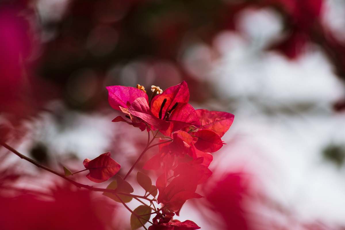 human selective focus photography of red bougainvillea plant person