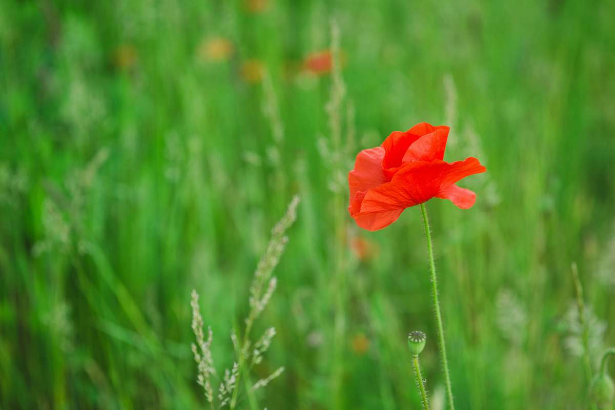 flower selective focus photography of red poppy flower blossom