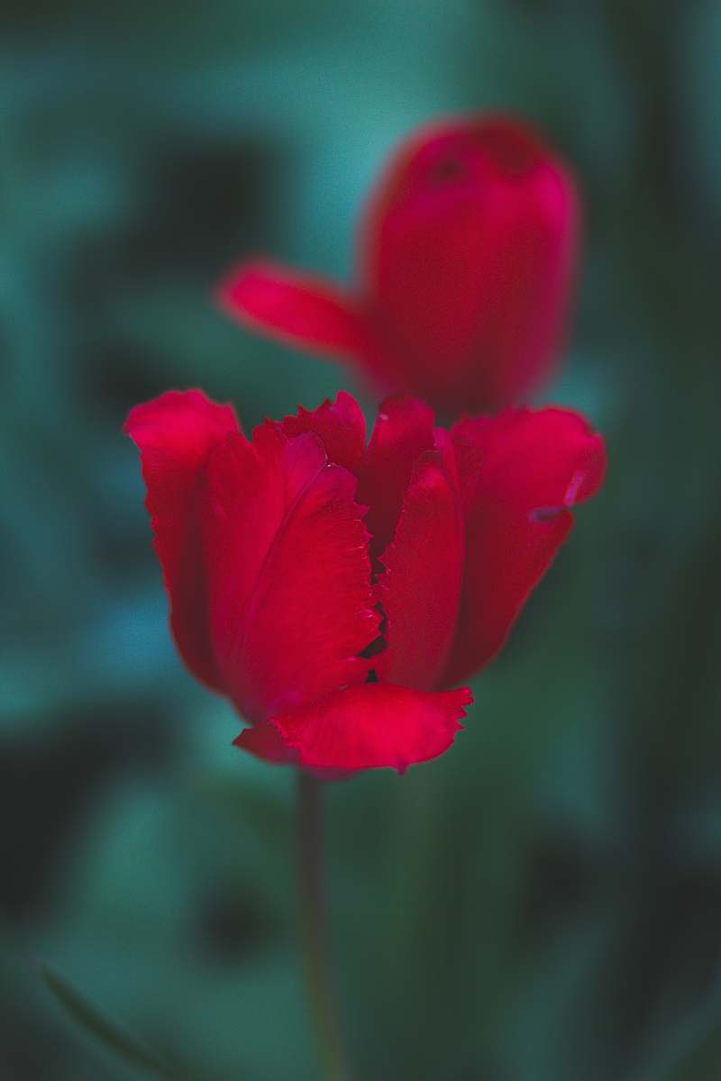 flower selective focus photography of red tulip flower geranium