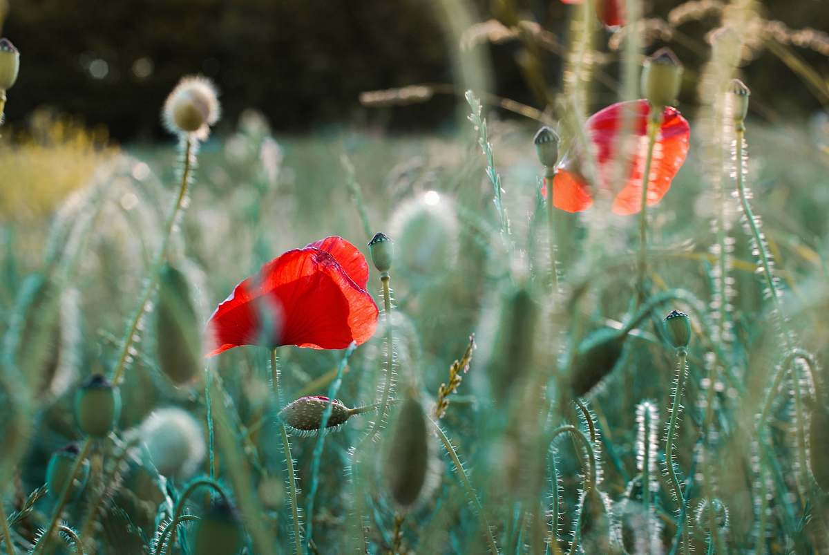 flower selective focus photography of several common poppy flowers poppy