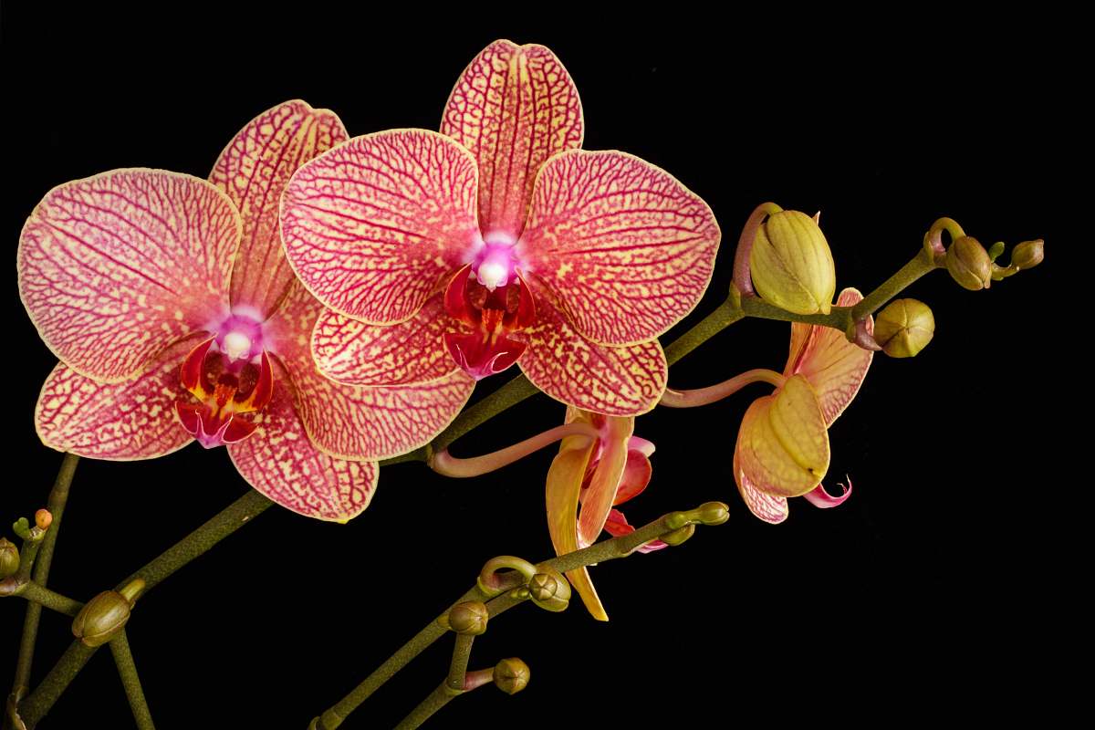flower shallow focus photo of pink flowers orchid