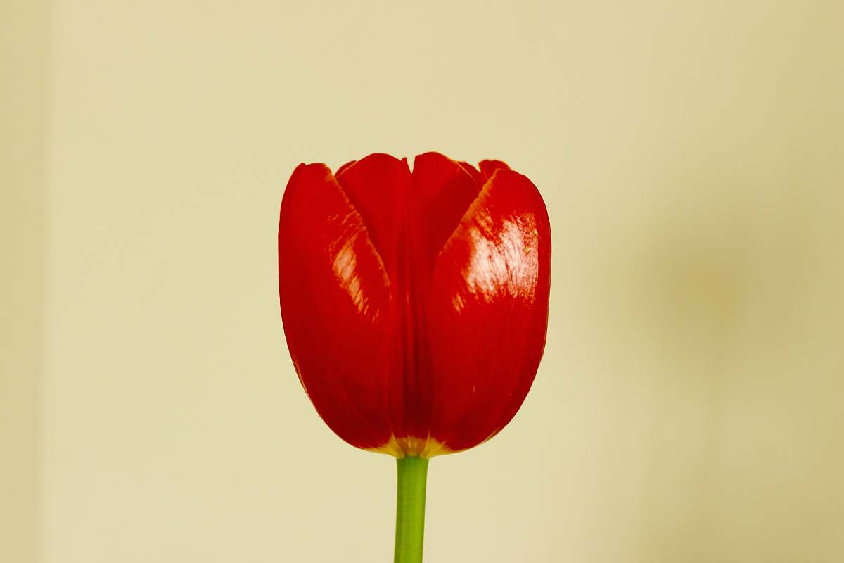 flower shallow focus photo of red flower tulip