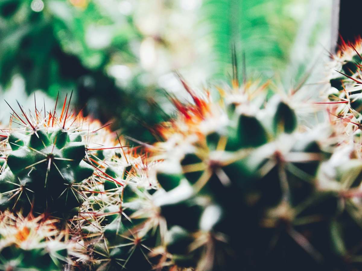flora shallow focus photography of cactus plants cactus