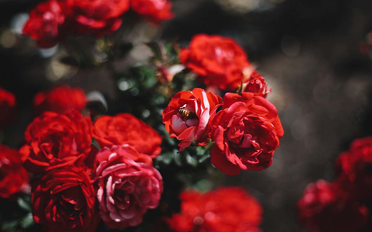 flower shallow focus photography of red flower rose
