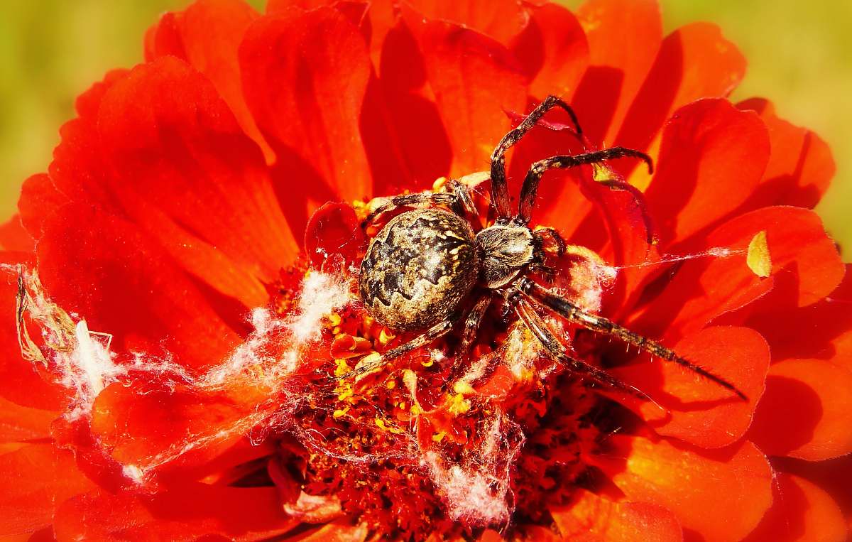 insect spider on red flower flower