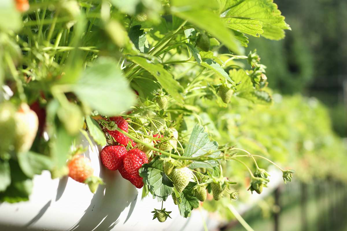fruit strawberry plant flora