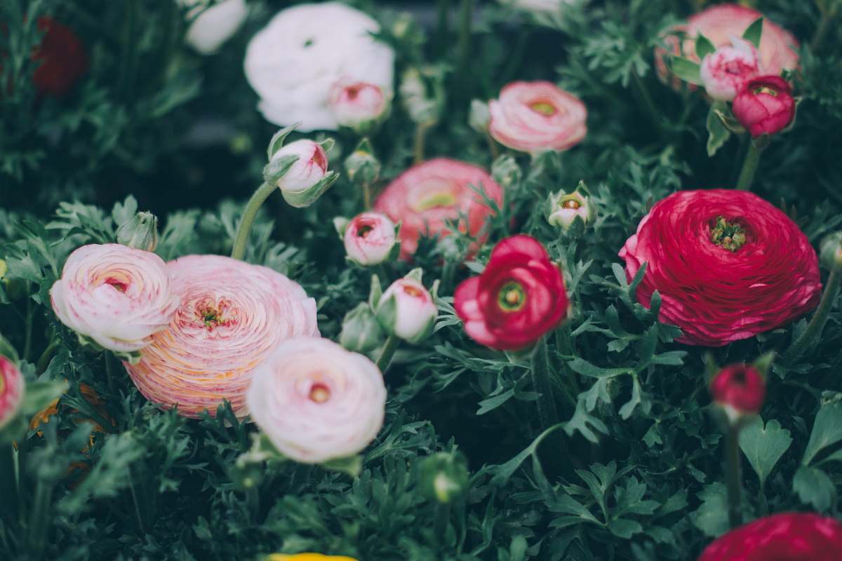 flower tilt shift phogoraphy of white, pink, and red petaled flowers floral