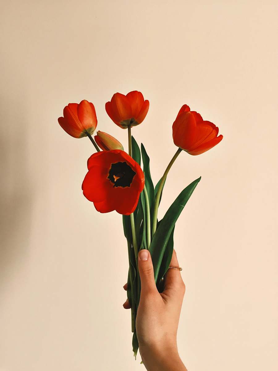flower tulip flower blossom