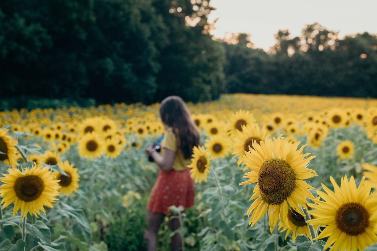 blossom woman surrounded sunflowers flower