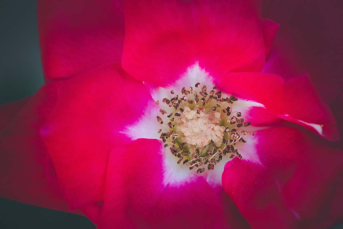 plant macro photography of red flower india
