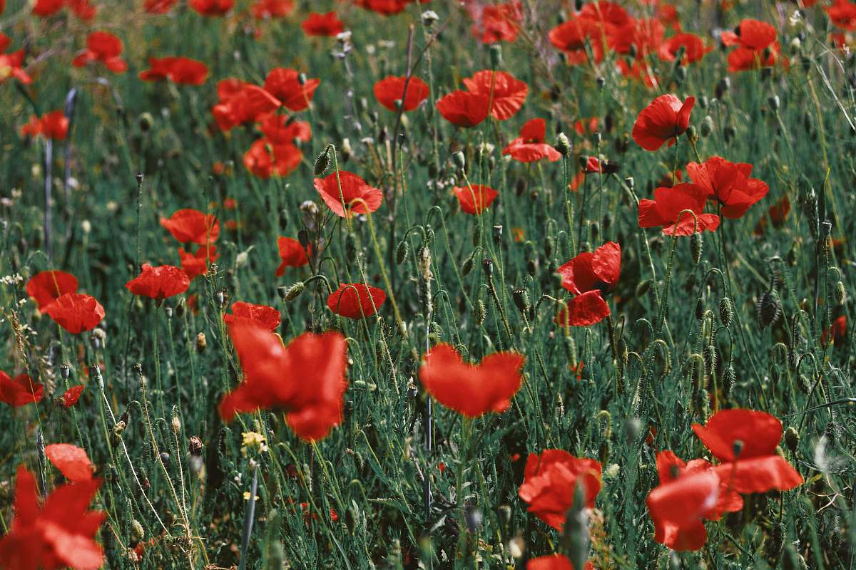 flower red flowers plant