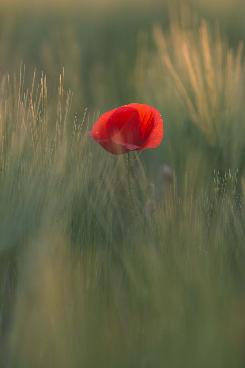 blossom red poppy flower in bloom at daytime flora